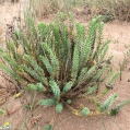 18 Euphorbia paralias, LLETERESA DE PLATJA