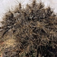 Astragalus nebrodensis, ASTRÀGAL2