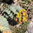 Euphorbia rigida, LLETERESA2