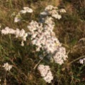 Achillea millefolium MILFULLES2