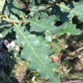Quercus robur ROURE PÈNOL 3