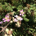 Rubus ulmifolius ROMAGUER 1