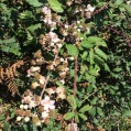 Rubus ulmifolius ROMAGUER 2